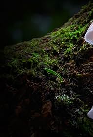 Fungi The Web of Life (2023)